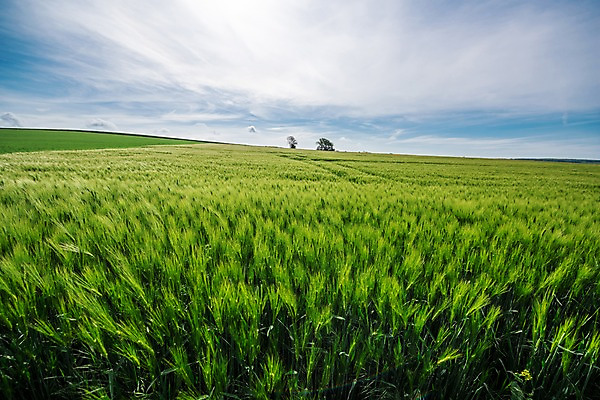 포토 JPG 주간 구름 해외풍경 유럽풍경 자연 하늘 풍경 사람없음 야외 프랑스 보리밭 국내포토 자연요소 해외 유럽 밭 생태계 보리 파일형식
