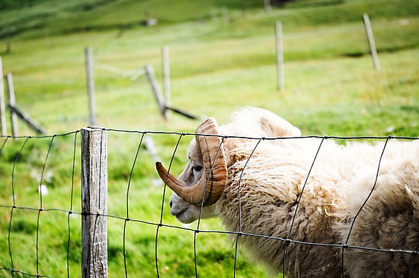 포토 JPG 주간 한마리 해외풍경 자연 풍경 초원 사람없음 야외 옆모습 산양 페로제도 스위노이 국내포토 자연요소 1 해외 뷰포인트 섬 덴마크 양 생태계 멸종위기동물 파일형식