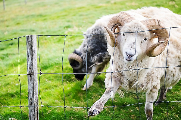 포토 JPG 주간 해외풍경 두마리 자연 풍경 초원 사람없음 야외 옆모습 산양 페로제도 스위노이 국내포토 자연요소 해외 뷰포인트 섬 2 덴마크 양 생태계 멸종위기동물 파일형식