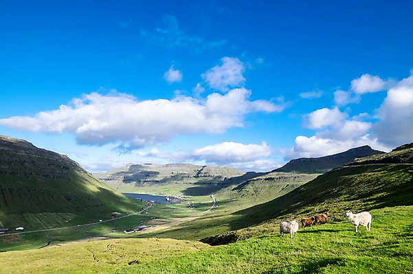 포토 JPG 주간 구름 해외풍경 여러마리 자연 하늘 풍경 사람없음 야외 맑음 양 언덕 페로제도 보가르섬 국내포토 자연요소 해외 섬 다수 포유류 날씨 덴마크 생태계 파일형식