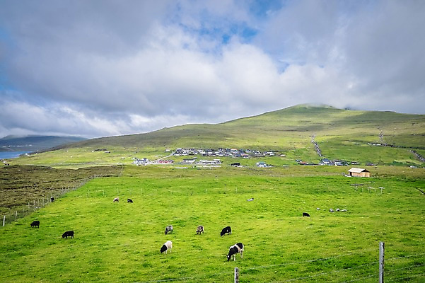 포토 JPG 주간 구름 해외풍경 여러마리 자연 풍경 초원 사람없음 야외 양 흐림 페로제도 보가르섬 국내포토 자연요소 해외 섬 다수 포유류 날씨 덴마크 생태계 파일형식