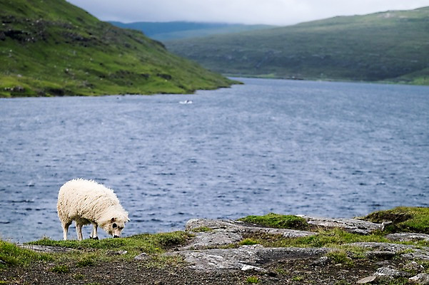 포토 JPG 주간 한마리 해외풍경 바다 자연 풍경 사람없음 야외 양 페로제도 보가르섬 국내포토 자연요소 1 해외 섬 포유류 덴마크 생태계 파일형식