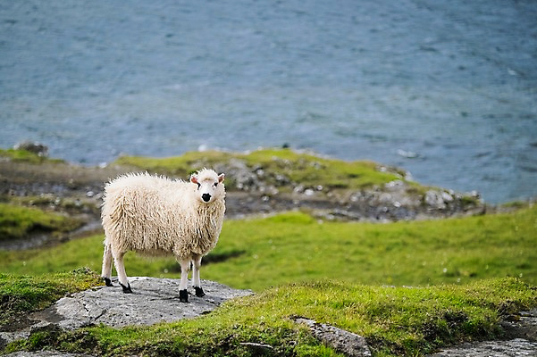 포토 JPG 주간 한마리 해외풍경 바다 자연 풍경 사람없음 야외 바위 양 페로제도 보가르섬 국내포토 자연요소 1 해외 섬 포유류 덴마크 돌_바위 생태계 파일형식