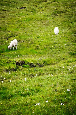 포토 JPG 주간 해외풍경 두마리 자연 풍경 초원 사람없음 야외 양 페로제도 보가르섬 국내포토 자연요소 해외 섬 2 포유류 덴마크 생태계 파일형식