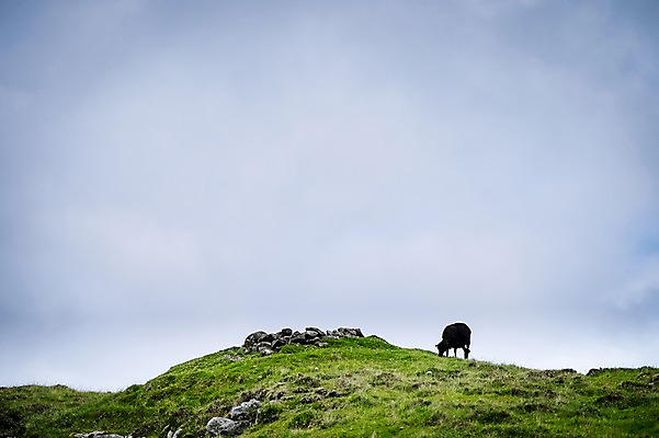 포토 JPG 주간 구름 해외풍경 자연 하늘 풍경 초원 사람없음 야외 양 언덕 흐림 페로제도 보가르섬 국내포토 자연요소 해외 섬 포유류 날씨 덴마크 생태계 파일형식