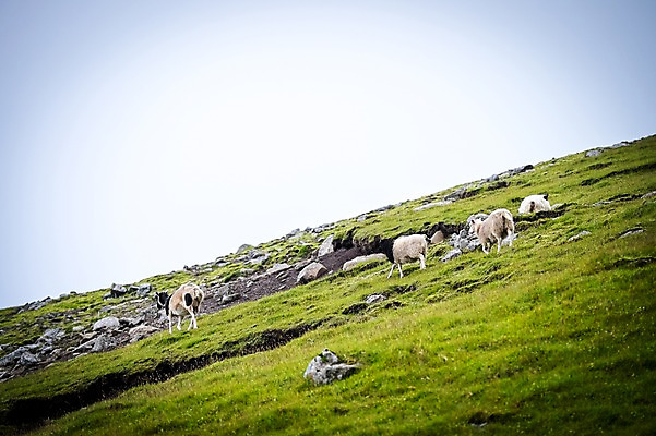 포토 JPG 주간 해외풍경 여러마리 자연 하늘 풍경 사람없음 야외 양 흐림 페로제도 보가르섬 국내포토 자연요소 해외 섬 다수 포유류 날씨 덴마크 생태계 파일형식