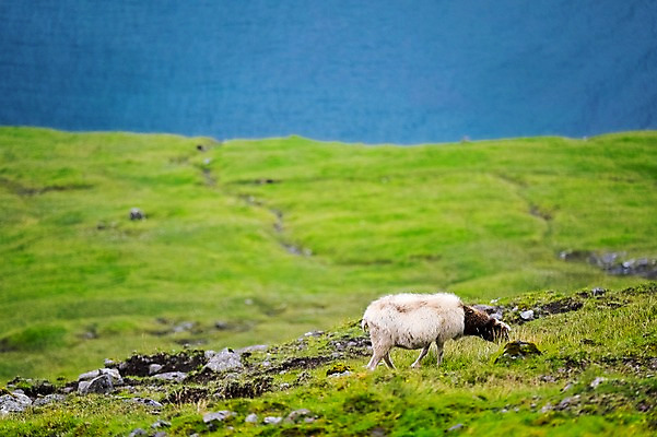 포토 JPG 주간 한마리 해외풍경 자연 풍경 초원 사람없음 야외 양 페로제도 보가르섬 국내포토 자연요소 1 해외 섬 포유류 덴마크 생태계 파일형식