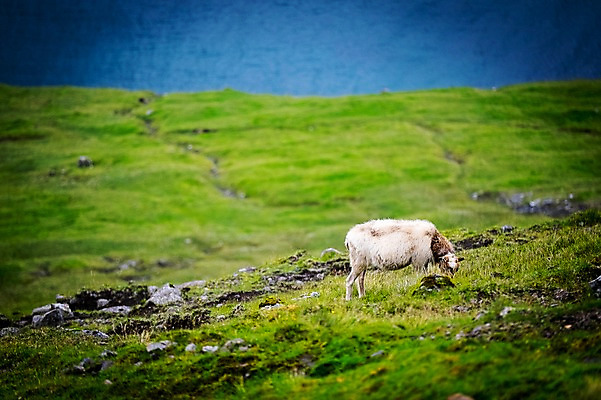 포토 JPG 주간 한마리 해외풍경 자연 풍경 초원 사람없음 야외 양 비네팅 페로제도 보가르섬 국내포토 자연요소 1 해외 섬 포유류 촬영기법 덴마크 생태계 파일형식