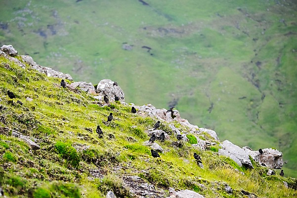 포토 JPG 주간 해외풍경 여러마리 자연 조류 풍경 사람없음 야외 언덕 페로제도 보가르섬 국내포토 자연요소 동물 해외 섬 다수 덴마크 생태계 파일형식