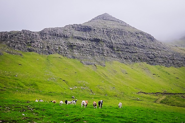 포토 JPG 주간 해외풍경 여러마리 자연 산 풍경 사람없음 야외 양 언덕 페로제도 보가르섬 국내포토 자연요소 해외 섬 다수 포유류 덴마크 생태계 파일형식