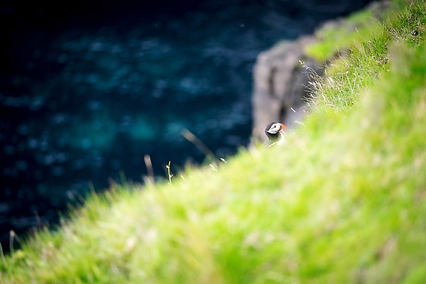 포토 JPG 주간 한마리 해외풍경 자연 조류 풍경 초원 상반신 사람없음 야외 페로제도 보가르섬 국내포토 자연요소 동물 1 해외 섬 덴마크 생태계 파일형식