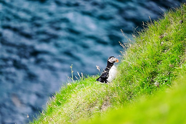 포토 JPG 주간 한마리 해외풍경 바다 자연 조류 풍경 초원 사람없음 야외 페로제도 보가르섬 국내포토 자연요소 동물 1 해외 섬 덴마크 생태계 파일형식