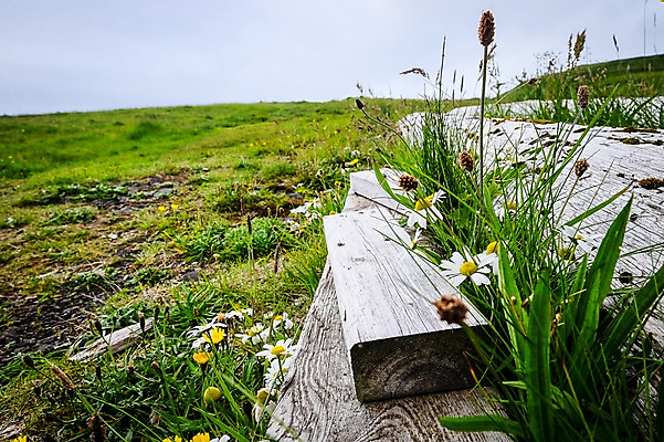 포토 JPG 주간 해외풍경 자연 풍경 근접촬영 사람없음 야외 들꽃 나무판자 페로제도 보가르섬 국내포토 자연요소 해외 꽃 뷰포인트 섬 덴마크 목재 생태계 파일형식