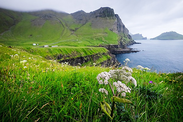 포토 JPG 주간 해외풍경 바다 자연 풍경 초원 사람없음 야외 들꽃 페로제도 보가르섬 국내포토 자연요소 해외 꽃 섬 덴마크 생태계 파일형식