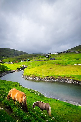 포토 JPG 주간 해외풍경 두마리 자연 풍경 초원 사람없음 야외 평화 당나귀 흐림 페로제도 스트레이모이섬 국내포토 자연요소 해외 섬 컨셉 2 날씨 덴마크 말_동물 생태계 파일형식