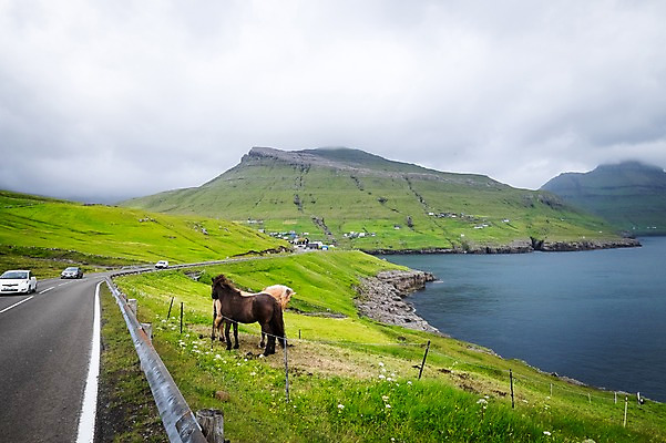 포토 JPG 주간 해외풍경 두마리 자연 풍경 사람없음 야외 당나귀 흐림 페로제도 스트레이모이섬 국내포토 자연요소 해외 섬 2 날씨 덴마크 말_동물 생태계 파일형식