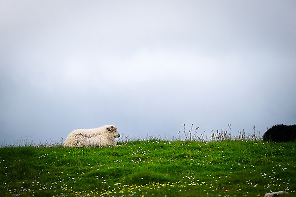 포토 JPG 주간 구름 해외풍경 두마리 자연 풍경 초원 사람없음 야외 들꽃 양 흐림 페로제도 스트레이모이섬 국내포토 자연요소 해외 꽃 섬 2 포유류 날씨 덴마크 생태계 파일형식