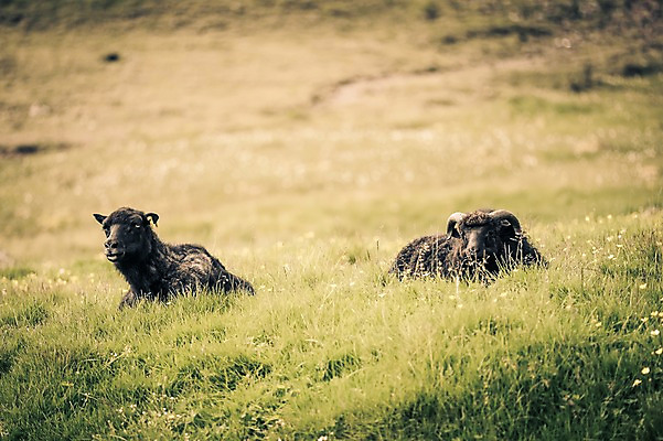 포토 JPG 주간 해외풍경 두마리 자연 풍경 초원 사람없음 야외 양 빈티지 세피아 페로제도 스트레이모이섬 국내포토 자연요소 해외 섬 컨셉 2 포유류 촬영기법 덴마크 생태계 파일형식