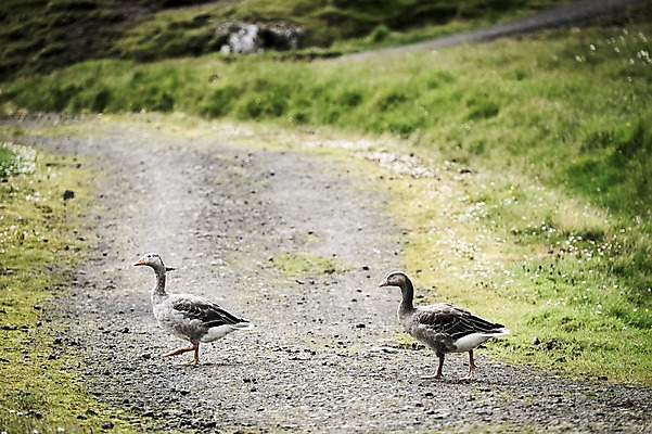 포토 JPG 주간 해외풍경 두마리 자연 오리 풍경 사람없음 야외 비포장도로 페로제도 스트레이모이섬 국내포토 자연요소 해외 도로 섬 2 조류 덴마크 생태계 파일형식