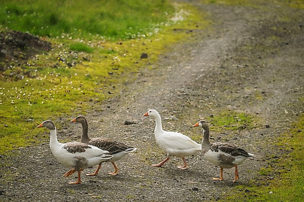포토 JPG 주간 해외풍경 여러마리 자연 오리 풍경 사람없음 야외 비포장도로 페로제도 스트레이모이섬 국내포토 자연요소 해외 도로 섬 다수 조류 덴마크 생태계 파일형식