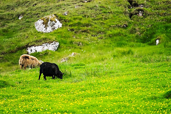 포토 JPG 주간 해외풍경 두마리 자연 풍경 초원 사람없음 야외 연두색 양 페로제도 스트레이모이섬 국내포토 자연요소 해외 섬 2 포유류 덴마크 초록색 생태계 파일형식