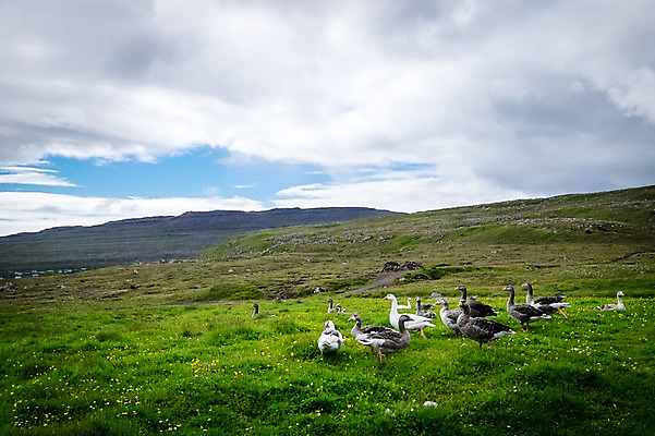 포토 JPG 주간 구름 해외풍경 여러마리 자연 풍경 초원 사람없음 야외 오리떼 페로제도 스트레이모이섬 국내포토 자연요소 해외 섬 다수 오리 덴마크 생태계 파일형식