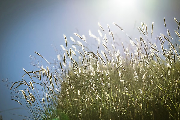 포토 JPG 주간 해외풍경 자연 하늘 풍경 사람없음 야외 햇빛 역광 강아지풀 페로제도 스트레이모이섬 국내포토 자연요소 식물 해외 섬 덴마크 태양 생태계 한해살이풀 파일형식