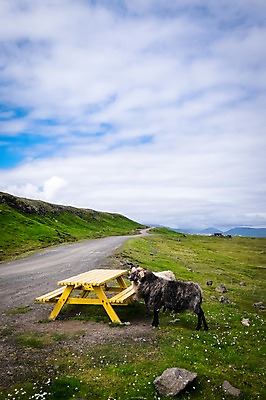 포토 JPG 주간 구름 한마리 해외풍경 벤치 자연 하늘 풍경 사람없음 야외 양 나무탁자 비포장도로 페로제도 스트레이모이섬 국내포토 자연요소 1 해외 도로 섬 의자 포유류 탁자 덴마크 생태계 파일형식