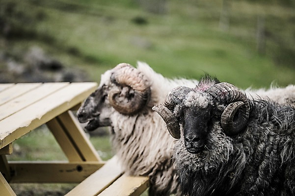 포토 JPG 주간 해외풍경 두마리 자연 풍경 근접촬영 상반신 사람없음 야외 앞모습 양 나무탁자 페로제도 스트레이모이섬 국내포토 자연요소 해외 뷰포인트 섬 2 포유류 탁자 덴마크 생태계 파일형식