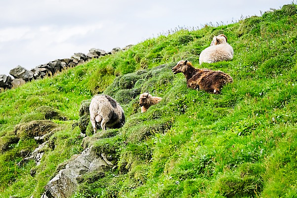 포토 JPG 주간 해외풍경 여러마리 자연 풍경 초원 사람없음 야외 양 페로제도 미키네스섬 국내포토 자연요소 해외 섬 다수 포유류 덴마크 생태계 파일형식