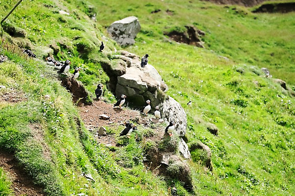 포토 JPG 주간 해외풍경 여러마리 자연 조류 풍경 사람없음 야외 돌_바위 페로제도 미키네스섬 국내포토 자연요소 동물 해외 섬 다수 덴마크 생태계 파일형식