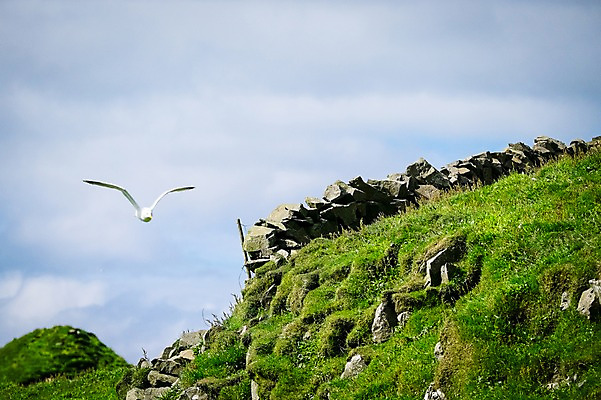 포토 JPG 주간 한마리 해외풍경 자연 갈매기 풍경 사람없음 야외 비행 페로제도 미키네스섬 국내포토 자연요소 1 해외 섬 조류 덴마크 생태계 파일형식
