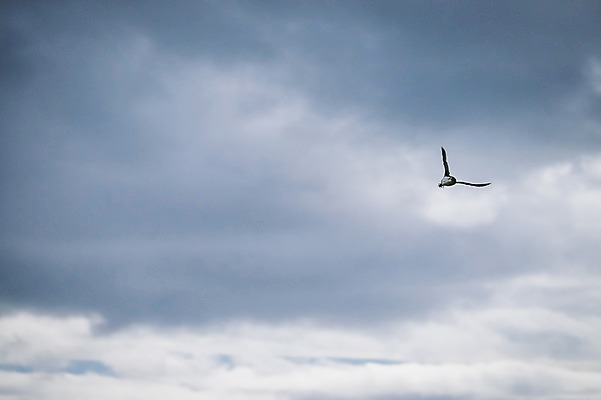 포토 JPG 주간 해외풍경 자연 조류 풍경 사람없음 야외 비행 흐림 페로제도 미키네스섬 국내포토 자연요소 동물 해외 섬 날씨 덴마크 생태계 파일형식