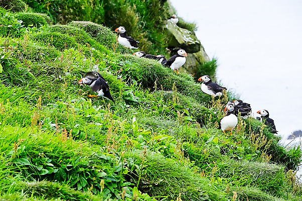 포토 JPG 주간 해외풍경 여러마리 자연 조류 풍경 초원 사람없음 야외 페로제도 미키네스섬 국내포토 자연요소 동물 해외 섬 다수 덴마크 생태계 파일형식