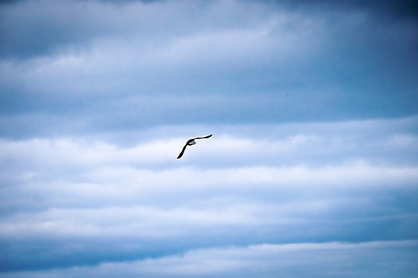 포토 JPG 주간 해외풍경 자연 조류 하늘 풍경 사람없음 야외 비행 페로제도 미키네스섬 국내포토 자연요소 동물 해외 섬 덴마크 생태계 파일형식