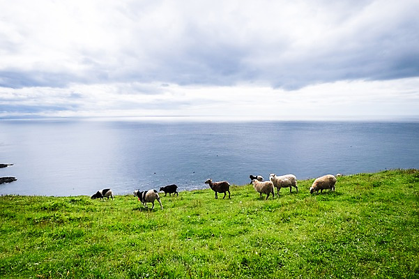 포토 JPG 주간 구름 해외풍경 바다 여러마리 자연 하늘 풍경 초원 사람없음 야외 양 흐림 페로제도 미키네스섬 국내포토 자연요소 해외 섬 다수 포유류 날씨 덴마크 생태계 파일형식