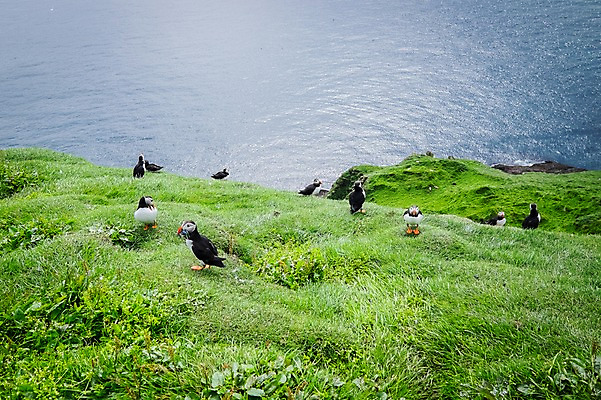 포토 JPG 주간 해외풍경 여러마리 자연 조류 풍경 초원 사람없음 야외 흐림 퍼핀 페로제도 미키네스섬 국내포토 자연요소 동물 해외 섬 다수 날씨 덴마크 생태계 파일형식