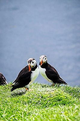 포토 JPG 주간 전신 해외풍경 두마리 자연 조류 서기 풍경 초원 사람없음 야외 퍼핀 페로제도 미키네스섬 국내포토 자연요소 동물 해외 섬 2 모션 덴마크 생태계 파일형식