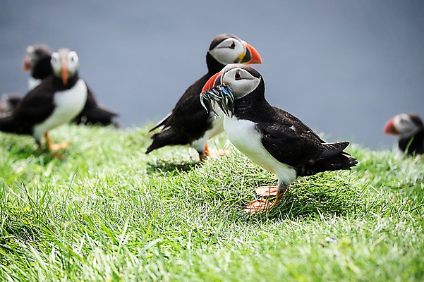 포토 JPG 주간 전신 해외풍경 여러마리 자연 서기 풍경 초원 사람없음 야외 옆모습 퍼핀 페로제도 미키네스섬 국내포토 자연요소 해외 뷰포인트 섬 다수 모션 조류 덴마크 생태계 파일형식