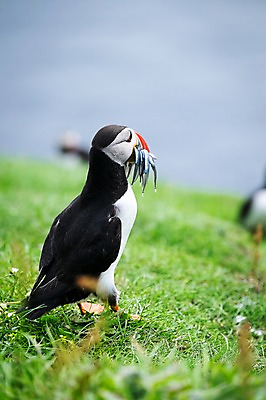 포토 JPG 주간 전신 한마리 해외풍경 자연 조류 서기 풍경 초원 사람없음 야외 옆모습 퍼핀 페로제도 미키네스섬 국내포토 자연요소 동물 1 해외 뷰포인트 섬 모션 덴마크 생태계 파일형식