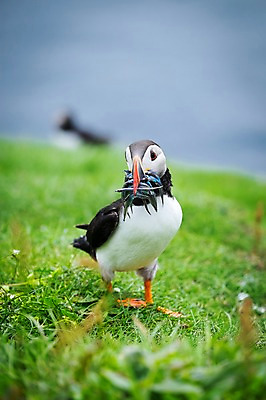 포토 JPG 주간 전신 한마리 해외풍경 자연 조류 서기 풍경 초원 사람없음 야외 앞모습 퍼핀 페로제도 미키네스섬 국내포토 자연요소 동물 1 해외 뷰포인트 섬 모션 덴마크 생태계 파일형식
