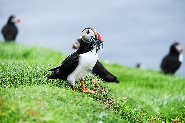 포토 JPG 주간 해외풍경 여러마리 자연 조류 풍경 잔디 사람없음 야외 퍼핀 페로제도 미키네스섬 국내포토 자연요소 식물 동물 해외 섬 다수 덴마크 생태계 파일형식