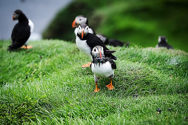 포토 JPG 주간 해외풍경 여러마리 자연 조류 풍경 잔디 사람없음 야외 퍼핀 페로제도 미키네스섬 국내포토 자연요소 식물 동물 해외 섬 다수 덴마크 생태계 파일형식