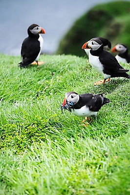 포토 JPG 주간 해외풍경 여러마리 자연 조류 풍경 잔디 사람없음 야외 퍼핀 페로제도 미키네스섬 국내포토 자연요소 식물 동물 해외 섬 다수 덴마크 생태계 파일형식