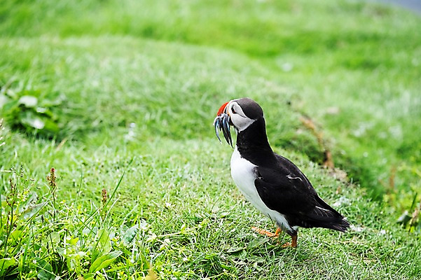 포토 JPG 주간 전신 한마리 해외풍경 자연 조류 서기 풍경 잔디 사람없음 야외 옆모습 퍼핀 페로제도 미키네스섬 국내포토 자연요소 식물 동물 1 해외 뷰포인트 섬 모션 덴마크 생태계 파일형식