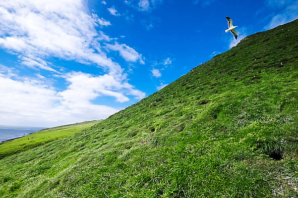 포토 JPG 주간 한마리 해외풍경 자연 조류 풍경 초원 사람없음 야외 맑음 페로제도 미키네스섬 국내포토 자연요소 동물 1 해외 섬 날씨 덴마크 생태계 파일형식