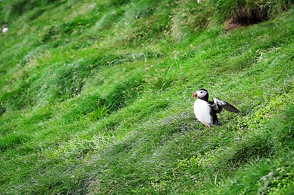 포토 JPG 주간 한마리 해외풍경 자연 조류 풍경 초원 사람없음 야외 퍼핀 페로제도 미키네스섬 국내포토 자연요소 동물 1 해외 섬 덴마크 생태계 파일형식