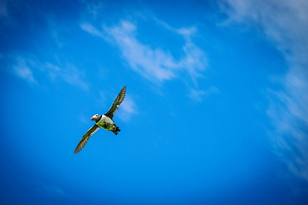 포토 JPG 주간 한마리 해외풍경 자연 조류 하늘 풍경 사람없음 야외 비행 페로제도 미키네스섬 국내포토 자연요소 동물 1 해외 섬 덴마크 생태계 파일형식