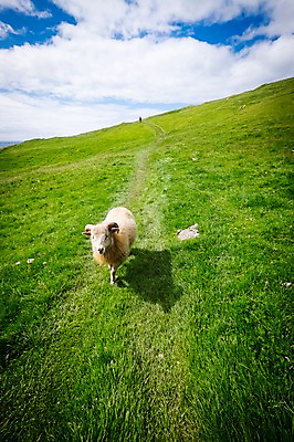 포토 JPG 주간 한마리 해외풍경 나비 자연 하늘 풍경 초원 사람없음 야외 맑음 양 페로제도 미키네스섬 국내포토 자연요소 1 해외 섬 곤충 포유류 날씨 덴마크 생태계 파일형식