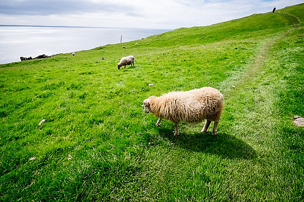 포토 JPG 주간 해외풍경 두마리 자연 풍경 초원 사람없음 야외 양 페로제도 미키네스섬 국내포토 자연요소 해외 섬 2 포유류 덴마크 생태계 파일형식